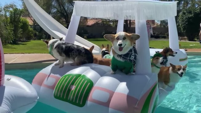 Appears in Newsflare picks 02-25   Corgis chill on a floating car on a pool in Arizona ahead of St Patricks Day